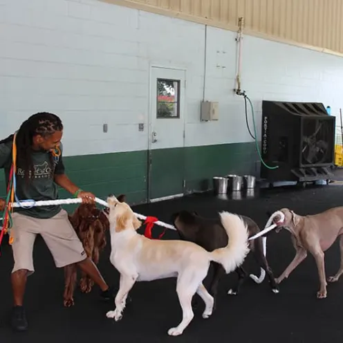 Staff member playing tug-of-war with 4 large dogs
